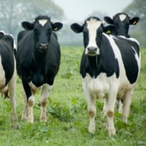 resources of Friesien Holsteins Cattle exporters