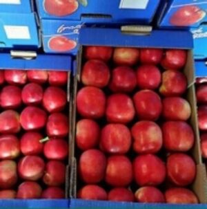 resources of Red Delicious Apple exporters