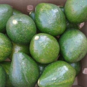 resources of Fresh Avocado exporters
