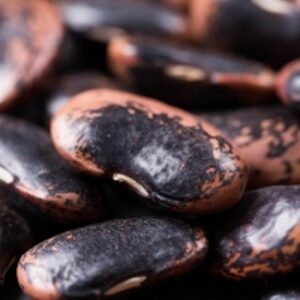 resources of Non-Gmo Black Eyed Cowpea Beans exporters