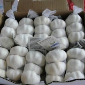 resources of Quality Garlic exporters