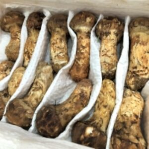 resources of Matsutake Mushroom For Sale exporters