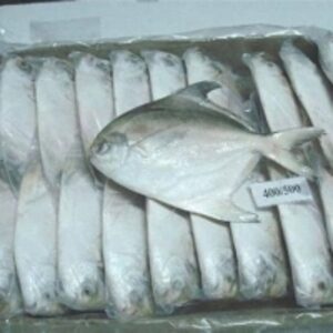 resources of Silver Pomfret Fish exporters