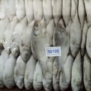 resources of Frozen Hilsa Fish exporters
