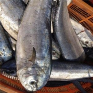 resources of Frozen Mahi Mahi Whole Round exporters