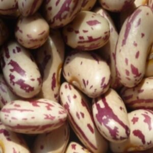 resources of Light Speckled Kidney Beans exporters