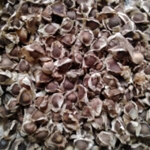 resources of Natural Moringa Seed exporters