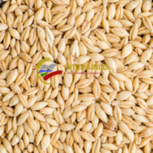 resources of Barley exporters