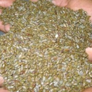 resources of Cassia Tora Seeds 100% Organic exporters