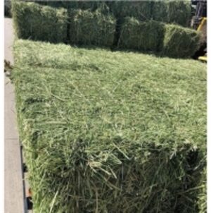 resources of Cheap Quality Alfafa Hay exporters