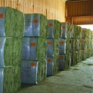 resources of High Quality Alfafa Hay Bales exporters