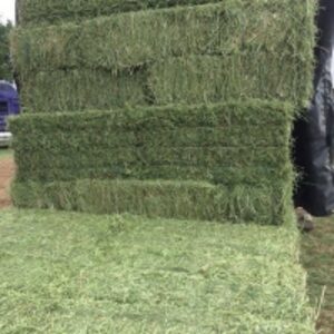 resources of Hay Cubes For Sale Alfafa exporters