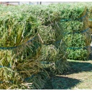 resources of Top Grade Alfalfa Hay For Sale exporters