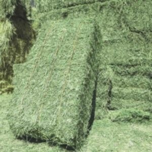 resources of Hay Cubes Premium Quality exporters
