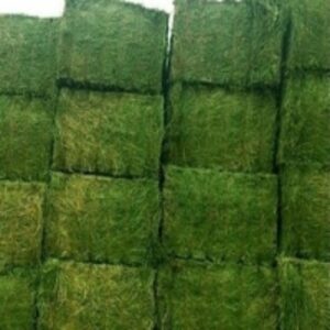 resources of Super Top Quality Alfafa Hay exporters