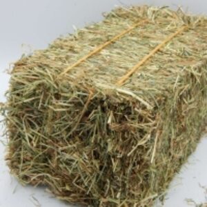 resources of Premium Quality Alfalfa For Feeding exporters