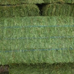 resources of Premium Grade Alfalfa exporters