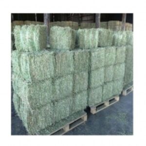 resources of Alfafa For Animal Feeding For Sale exporters
