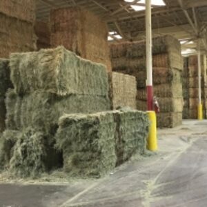 resources of Factory Direct Lucern Hay exporters