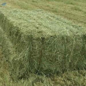 resources of Non Gmo Alfalfa Hay exporters