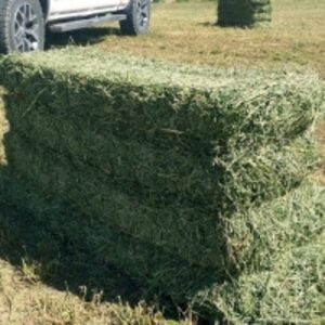 resources of Alfalfa Hay From Hay From Kenya exporters