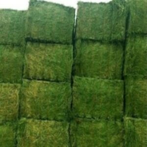resources of Kenya Grade Alfalfa For Sale exporters