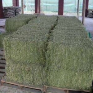 resources of Alfalfa Bales Non Gmo For Sale In Kenya exporters