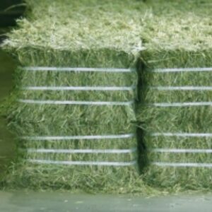 resources of Alfalfa Hay Bale From Kenya exporters