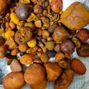 resources of Ox Cattle Gallstones exporters
