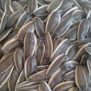 resources of Sunflower Seeds With Shell exporters