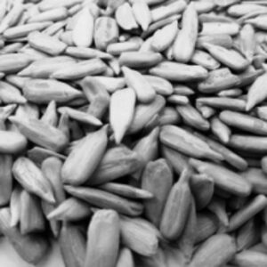 resources of Sunflower Kernel exporters