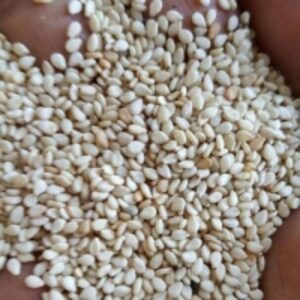 resources of Sesame Seeds exporters