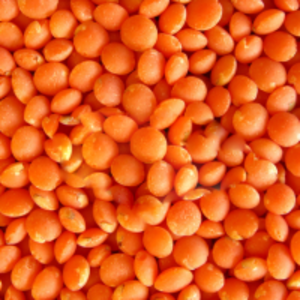 resources of Red Lentils exporters