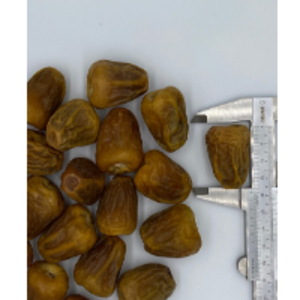 resources of Sukkary Dates Grade 1 exporters