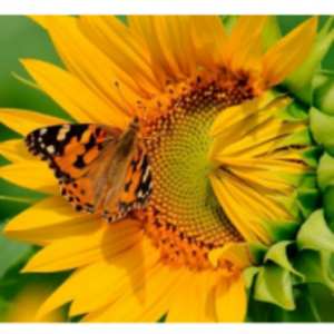 resources of Sunflower Oil exporters