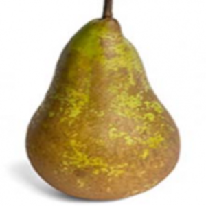 resources of Conference Apple exporters