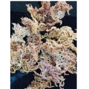 resources of Dry Seaweed exporters