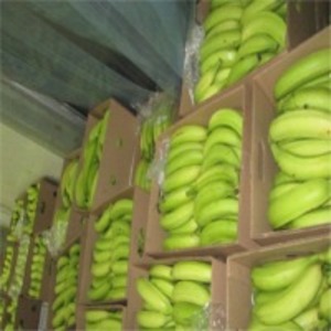 resources of Plantain Harton exporters