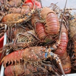 resources of Red Spiny Lobster (Panulirus Penicillatus) exporters