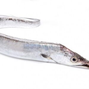 resources of Ribbon Fish exporters