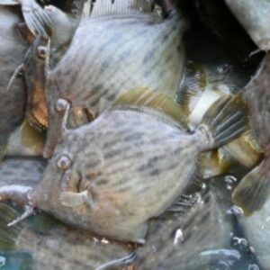 resources of Leather Jacket Fish exporters