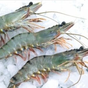 resources of Frozen Black Tiger Prawn exporters