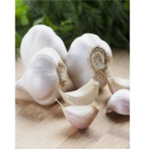 resources of Garlic exporters