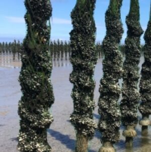 resources of Bouchot Mussels "msc" exporters