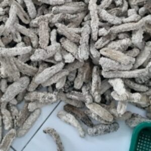resources of Dried Sea Cucumber exporters