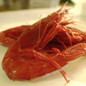 resources of Deep Sea Scarlet Shrimps exporters