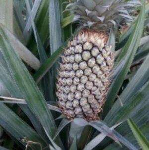 resources of Fresh Pineapple exporters