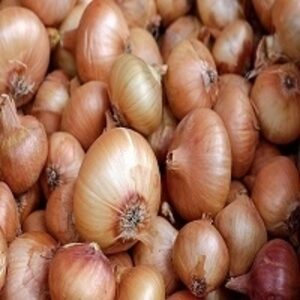 resources of Fresh Onion exporters