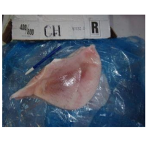 resources of Skate Whole Round (Dipturus Chilensis) exporters