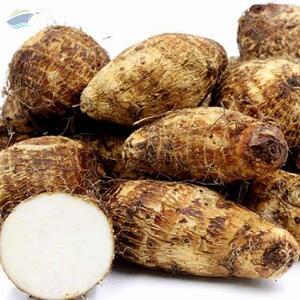 resources of White Malaga exporters